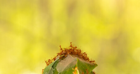 Ant nest in made by tree leaves ,Teamwork concept.