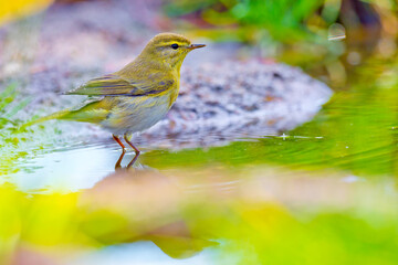 Willow Warbler, Phylloscopus trochilus, Forest Pond, Mediterranean Forest, Castile and Leon, Spain, Europe