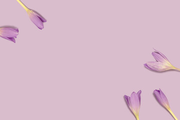 Obraz na płótnie Canvas Frame made of colchicum flowers on a purple background. Springtime composition with copyspace.