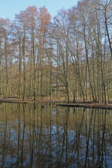 Obraz premium Auenwald