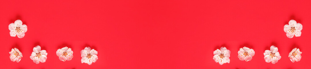 Fresh spring white flowers on red paper background.