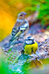 Blue Tit, Parus caeruleus, Forest Pond, Mediterranean Forest, Castile and Leon, Spain, Europe