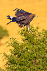 Golden Eagle, Aquila chrysaetos, Mediterranean Forest, Castile and Leon, Spain, Europe