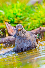 Blackbird, Turdus merula, Forest Pond, Mediterranean Forest, Castile and Leon, Spain, Europe