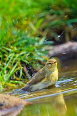 Willow Warbler, Phylloscopus trochilus, Forest Pond, Mediterranean Forest, Castile and Leon, Spain, Europe