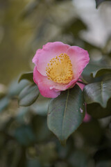 pink lotus flower