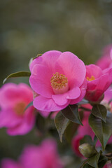 pink flower in the garden
