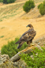 Golden Eagle, Aquila chrysaetos, Mediterranean Forest, Castile and Leon, Spain, Europe