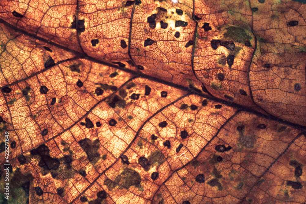 Poster close up detail of a brown leaf plant. beautiful background pattern for design. macro photography vi