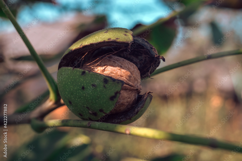 Poster fresh ripe walnut growing on a tree autumn background.