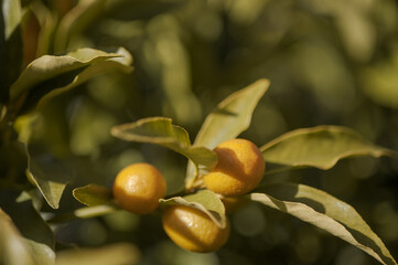 lemons on a tree