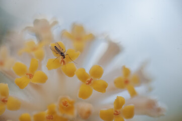 Eine Makroaufnahme eines Insektes auf einer Blume