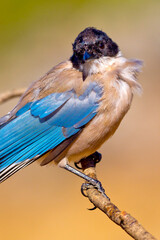 Azure-winged Magpie, Cyanopica cooki, Forest Pond, Mediterranean Forest, Castile and Leon, Spain, Europe