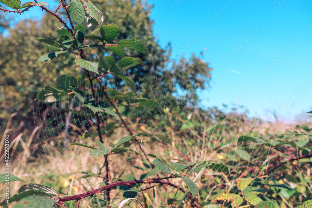 Poster Cobweb or spider's web against a natural background.