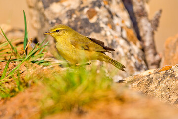 Willow Warbler, Phylloscopus trochilus, Mediterranean Forest, Castile and Leon, Spain, Europe