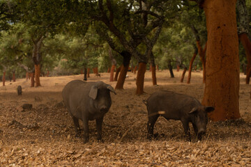 Two Iberian pigs in the foreground graze in a cork oak meadow in the Spanish pasture