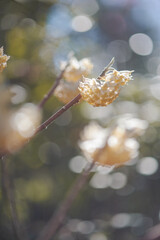 autumn leaves in the sun
