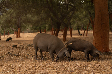 Two Iberian pigs in the foreground graze in a cork oak meadow in the Spanish pasture