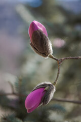 Eine aufgehende Magnolien Knospe