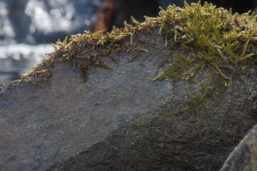 Ein mit Moos bewachsener Felsen.