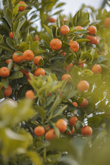 Ein Baum mit vielen, reifen Orangen.