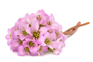 Bergenia crassifolia flowers