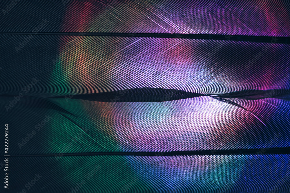 Poster Bird feather purple colored light. Beautiful background pattern texture for design. Macro photography view.