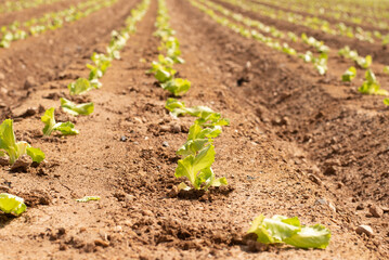 Beautiful crop of young iceberg lettuce plants growing