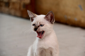 yawning cat