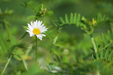 Lonely beautiful fresh white chamomile flower among the blurred green grass.