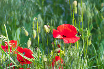 Bumblebee flies to the wild red poppy.