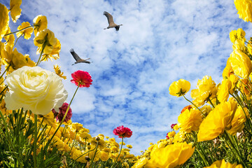 Bright multi-colored buttercups