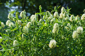 Meadow of beautiful white clover flowers  in  blurred multicolored floral background