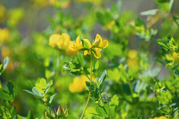 Meadow of delicate  yellow wildflowers  in blurred multicolored floral background