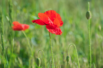 Amazing lonely scarlet  fresh poppy flower and some buds