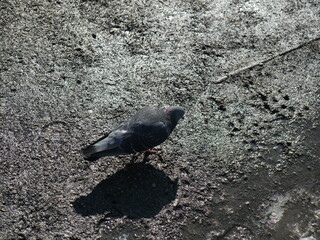 pigeon on the ground