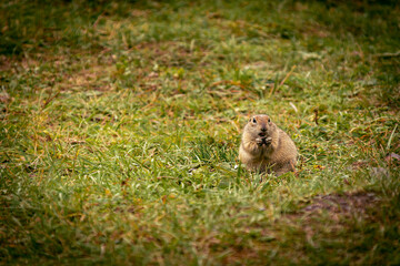 Beautiful fluffy gopher in the grass
