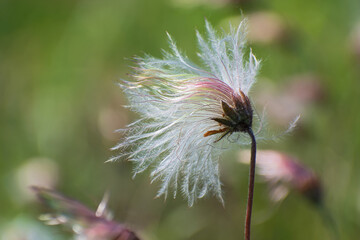 Macro view of fluffy white pasque flower on blurred light green floral background