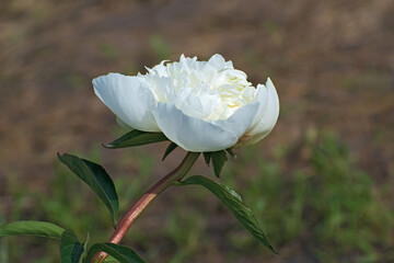 Sprig of one delicate white  pion flower withgreen long leaves
