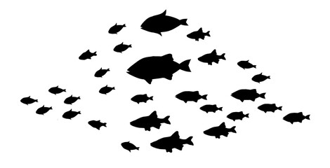 Silhouettes of groups of  fishes on white