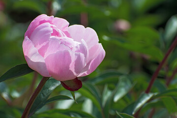 Beautiful light  pink pion flower on blurred greenery floral background.