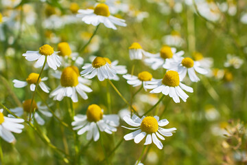 Meadow of fresh wild white chamomile flowers in sunny day