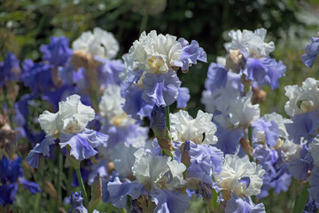 Meadow of beautiful white - blue iris flowers