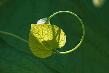 Delicate lonely  insolated fresh heart shaped leaves  with curl