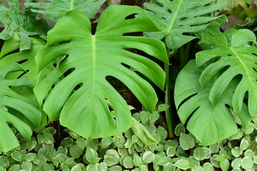 Tropical green Monstera deliciosa Liebm, Mexican breadfruit or Swiss cheese plant, Decorative leaf plant in a garden, nature background