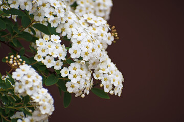 The  branch with inflorescences of white spirea flowers and green leaves
