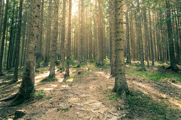 forest in the morning