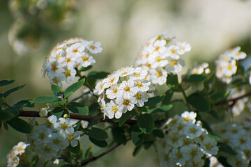 Amazing fresh  branch with inflorescences of white spirea flowers