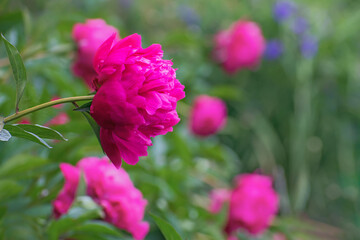 Sprig of beautiful bright pink pion flowers on multicolored floral background