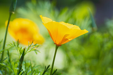 Lonely beautiful insolated yellow - orange california poppy flower